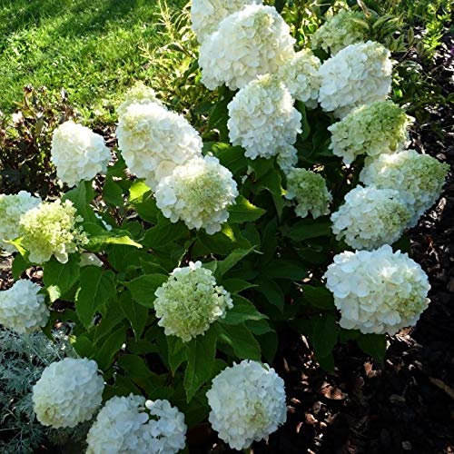 Hydrangea paniculata Magical® Mont Blanc 'Kolmamon' / Hortensia paniculé compact Mont Blanc/Conteneur de 7 à 10 litres