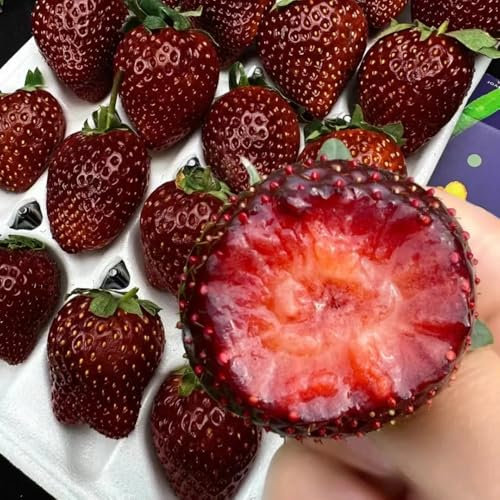 erdbeer samen mehrjährig bio - exotische früchte, bodendecker winterhart mehrjährig erdbeersamen erdbeeren samen,klettererdbeere stauden winterhart mehrjährig, obstbäume kaufen 125pcs