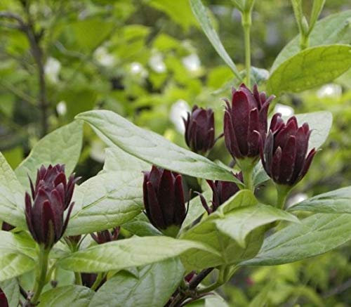 Calycanthus floridus - chinesischer Gewürzstrauch Größe 30-40 cm