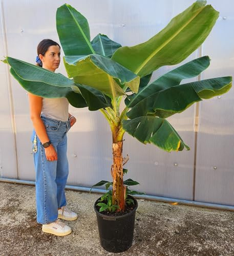 POWERS TO FLOWERS - BANANO, PIANTA DEL BANANO, ALTEZZA 160CM, VASO 35CM DIAMETRO, pianta vera