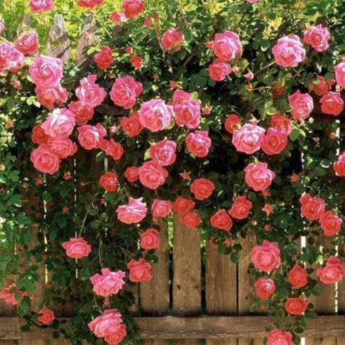 200 Graines de Rosier Non-OGM, Grimpant ou Arbustif, Fleurs Parfumées pour Jardin, Balcon, Paysage (Rose)