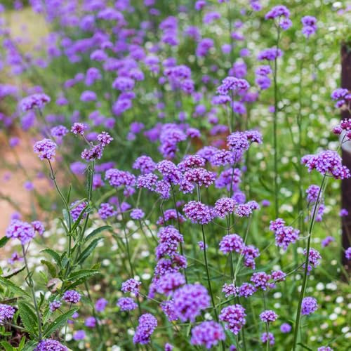 Verbena - Verbena officinalis - aromatiche da cucina da balcone tappezzante perenne e resistente appartamento che purificano l'aria semi di selvatici 800semi