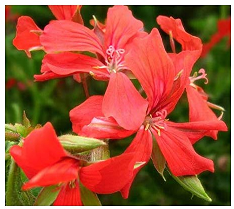 Pelargonium peltatum - Hängegeranie rot - 5 Samen