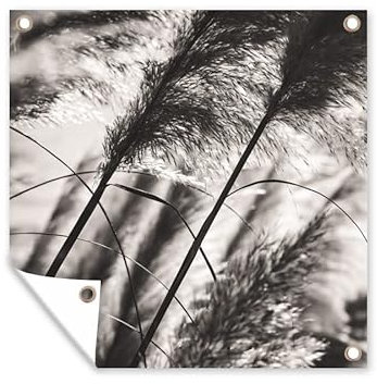 MuchoWow Poster exterieur Herbe de la pampa - Noir - Blanc - Plante Decoration murale 50x50 cm Résistant aux intempéries/soleil