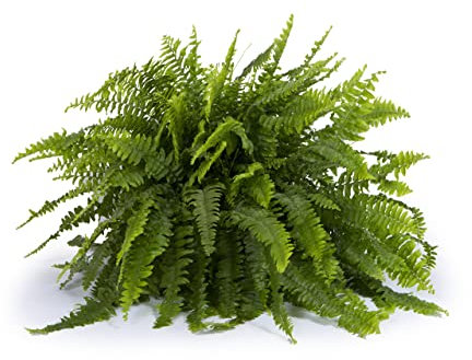 Cool Green - Plantas Naturales - Helecho Espada - Apta para Mascotas