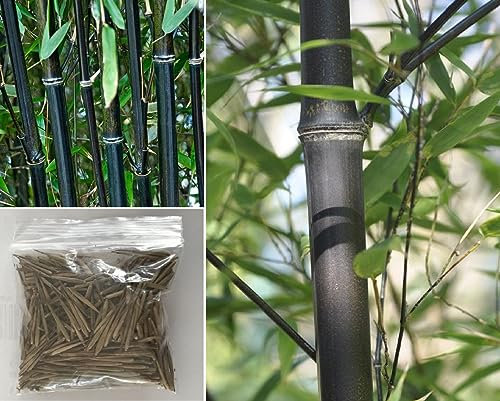 Black Bamboo Phyllostachys Nigra 15+ Seeds