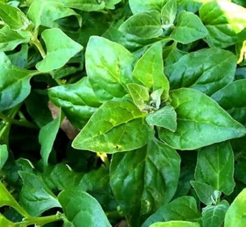 Buy4seeds 2500 Seeds Lettuce Little gem cos Type Romaine Lettuce - Lactuca Sativa