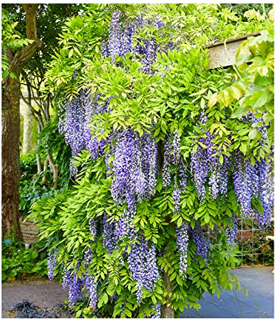 BALDUR Garten Blauregen Blue Moon, 1 Pflanze, winterhart, bienenfreundlich, pflegeleicht, Wasserbedarf gering, blühende Kletterpflanze, Wisteria macrostachya