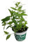 Hierba Luisa Planta Natural Resistente y Ornamental