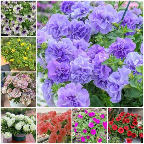 semillas de petunia colgantes, Petunia híbrida, semillas raras para exterior regalos sostenibles exóticas 800pcs