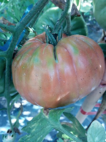 SEMI POMODORO BISTECCA