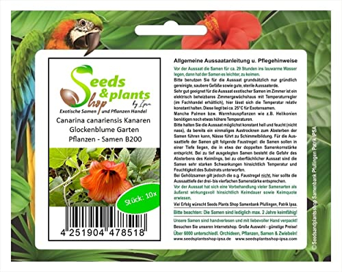 Stk - 10x Canarina canariensis Kanaren Glockenblume Garten Pflanzen - Samen B200 - Seeds & Plants Shop by Ipsa