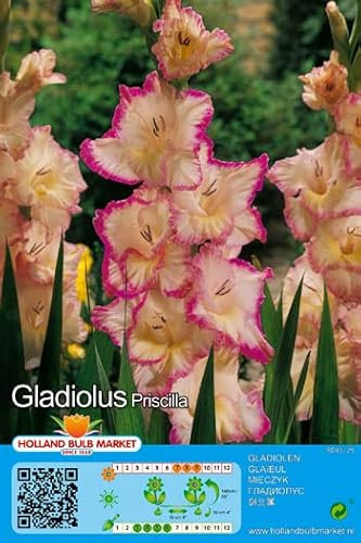 Gladiolenzwiebeln : Gladiolus - Gladiole  Priscilla  5 Blumenzwiebeln