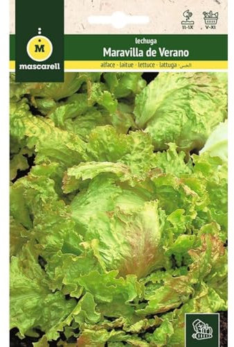 Mascarell Semillas, LECHUGA, Semillas Huerto, LECHUGA MARAVILLA DE VERANO, Crea tu Propio Huerto Urbano y Cultivo en Casa, Plantas Hortícolas, 6 Gramos