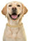 Halukakah Goldkette Iced Out für Hund,Diamant Kubanische Halskette Kragen 14MM 18 Karat Echt Vergoldet 40cm Größe S mit KOSTENLOSER Geschenkbox,Nur Dekoration