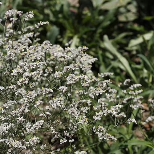 Semi di lavanda di mare - per giardino di aromatiche Limonium sinense, semi di selvatici decorazione da giardino per esterni vecchie varietà di semi regali 400pcs