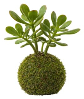 Kokedama Árbol de Jade DECOALIVE Planta Viva de Interior