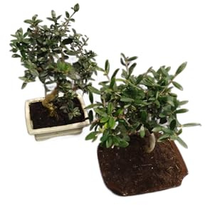 DECOALIVE | Bonsái Olivo Natural |Árbol de Olivo Formato Bonsái