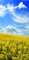 Türtapete Türposter selbstklebend – gelbes Rapsfeld - 90x205cm und 100x210cm - Fototapete Poster Türfolie Tapete – T00163