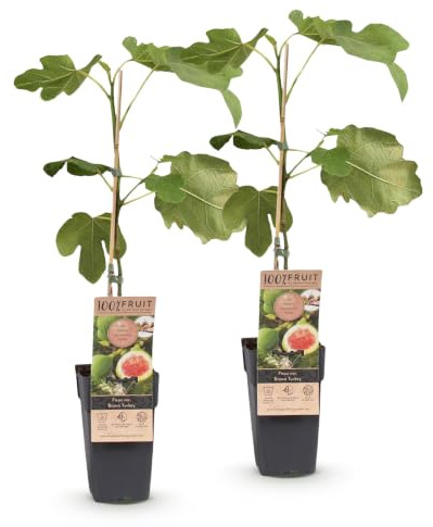 Higuera Ficus Carica con Higos, para Exterior, Verde, Set de 2, 50 cm