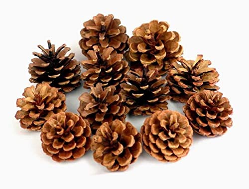 QHZHANG Natural Bulk Christmas Pine Cones for Home Party Decorations,Christmas Tree Fall Ornaments-30Pack
