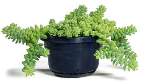 Sedum Burrito Planta Natural Maceta 10cm Sedum Morganianum