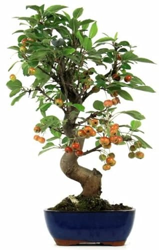 Bonsái Árbol Malus o Manzano PREMIUM Bonsái Ideal para Coleccionistas
