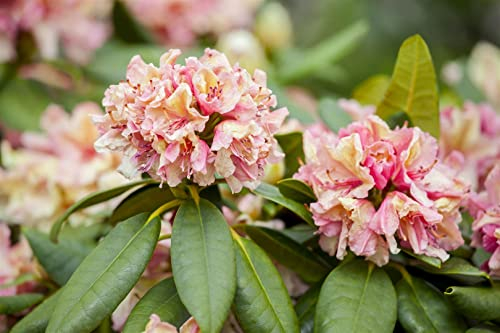 Rhododendron Hybr. 'Brasilia' 30-40 cm - Rhododendron, rosa Blüten, Blütezeit Mai-Juni, ideal für halbschattige Standorte, immergrün, pflegeleicht