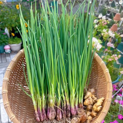 SchnittlauchSamen Bio, wintergemüse kaufen seltene garten gartenkräuter gemüsesamen 50pcs