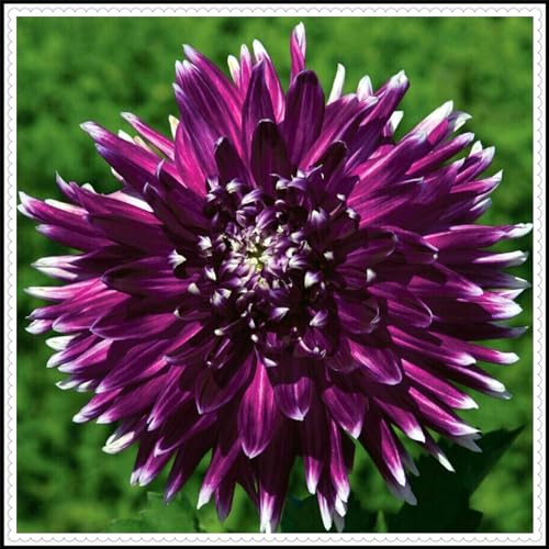 Dahlienknolle, dahlien zwiebeln knollen winterharte Staude, Gartenpflanze, pflegeleicht, lange Blütezeit-2zwiebeln-C