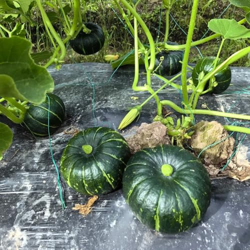 Semillas de calabaza orgánicas, de balcón Semillas de calabaza ornamentales, resistentes semillas de Las perennes son 10pcs