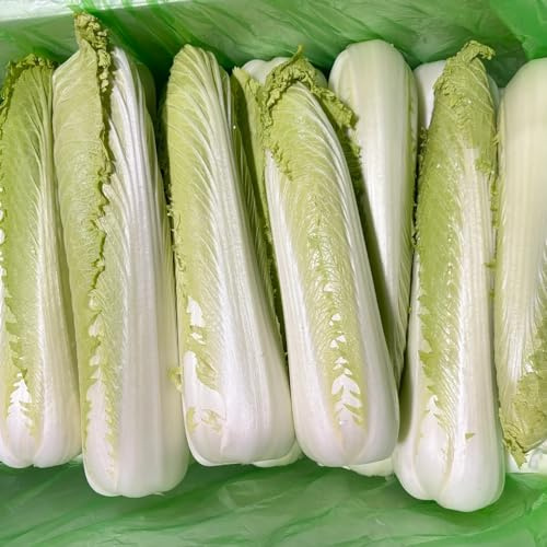 cavolo cinese, semi di pak choi, balcone serra invernali giardino sul balcone resistenti per giardini rocciosi sostenibili esotico resistenti 100pcs