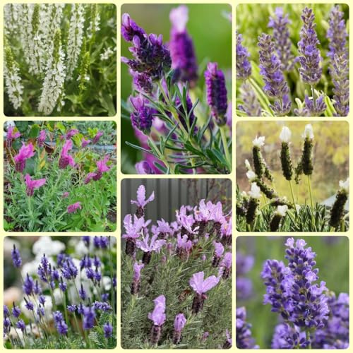 semi di lavanda, semi di campo Lavandula angustifolia biologici semi di d'appartamento 500pcs