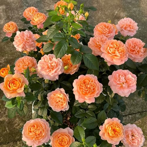 semillas de rosal, Rosa chinensis, trepadoras raras en invernadero interior trepadoras Decoraciones de jardín exteriores en balcón Parterres elevados 150pcs