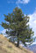 Seedeo® Anzuchtset Zirbel-Kiefer/Zirbe (Pinus cembra)