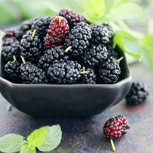 Mulberry 'Charlotte Russe' (Mojo Berry) - Dwarf, Self-Pollinating Fruit Tree - Perfect for Small Gardens and Patio Pots – 1x 3.6 Litre Pot by Thompson and Morgan