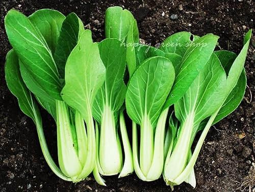 Chinese White pak Choi - 1200 Seeds + Plant tag + Freebie - Celery Cabbage Baby Leaf