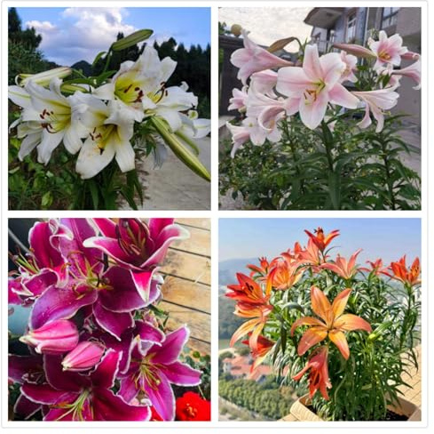 Gigli orientali Bulbi di giglio Deliziosi vasi da giardino perenni Decorazioni per piantagioni a sorpresa-4bulbi-A