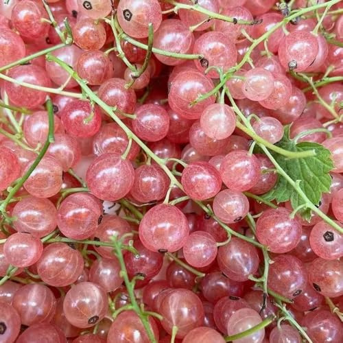 semillas de grosella espinosa - jardín de interior grosellas, resistentes, Decoración fresca 350pcs