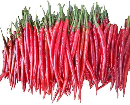 Graines de poivre rouge longues 50+ graines de légumes de piment de Cayenne sans OGM pour la maison jardin extérieur cour intérieure plantation ferme