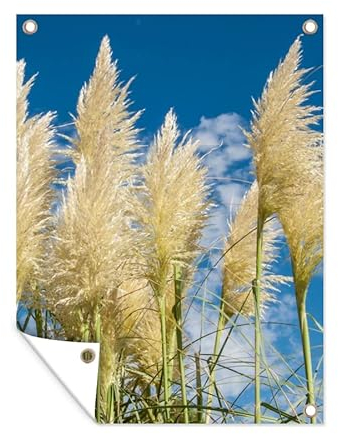 MuchoWow Poster exterieur Herbe de la pampa - Plante - Nature Decoration murale 60x80 cm Résistant aux intempéries/soleil