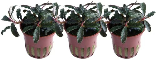 AquaOne Akvarium växt 3 stycken Bucephalandra 'Kedagang' I vattenväxt akvarieväxt rotstock/rhizom helt rotad lätt att rengöra aquascaping dekoration