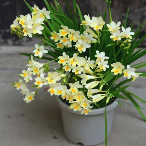 15 piezas bulbos de flores de fresia bulbos resistentes - planta de balcón plantas trepadoras resistentes, decoración floral plantas herbarias balcón con cama elevada plantas de interior