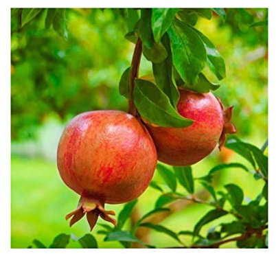 Granado - Maceta 22cm. - Altura aprox. 1m. - Planta viva - (Envíos sólo a Península)