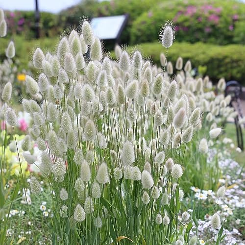 Bunny Tails Ornamental Grass Plug Plants Lagurus Ovatus (3) 3 3 3 3 3