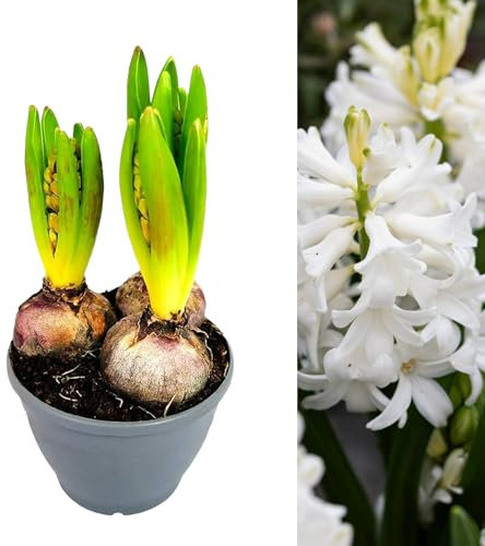 Carbeth Plants - Hyacinth White Bulb Trio in 12cm Pot - Easy to Grow White Hyacinthus Bulbs Growing in Pot - Fragrant Indoor Flowering Plant - Christmas Gardening Gift Idea for Plant Lovers