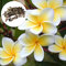 Benoon 50 stücke Frangipani Samen, Blumensamen Starke Vitalität Landschaftsgestaltung Safe Schnelle Wachstum Topf Blumensamen Gartenbedarf Weiß