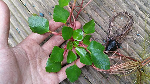 Mühlan Aquatic Plants 1 Trapa Natans for pond, floating plant against algae