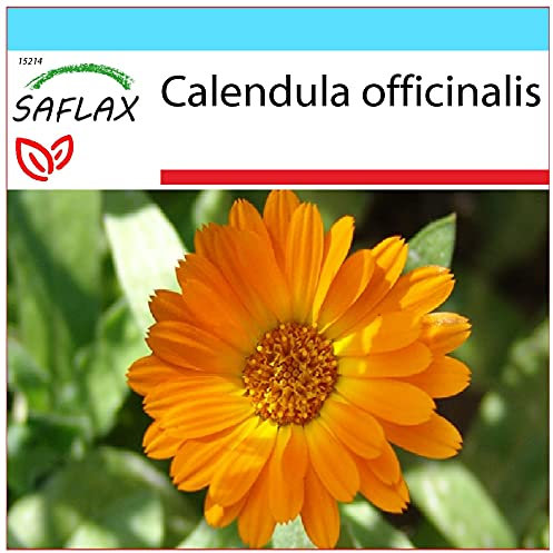 SAFLAX - Kit cadeau - Souci - 50 graines - Calendula officinalis