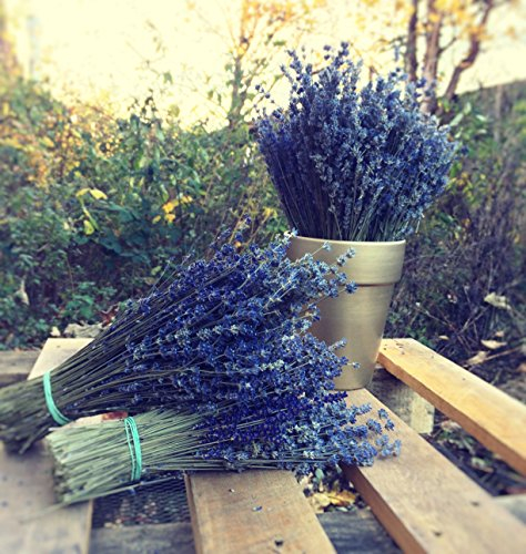 LARGE BUNCH PROVENCE LAVENDER FLOWERS DRIED FLOWER BOUQUET 300 STEMS FRAGRANT WEDDING CRAFTS DECORATION